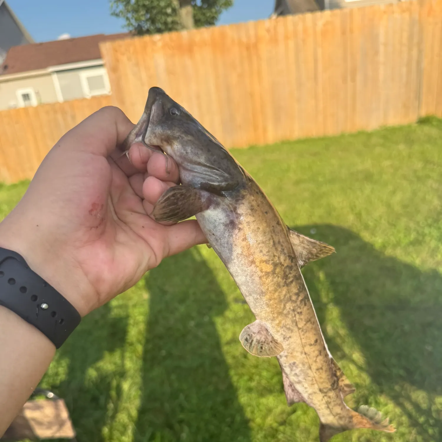 Flathead catfish caught on Fishbrain