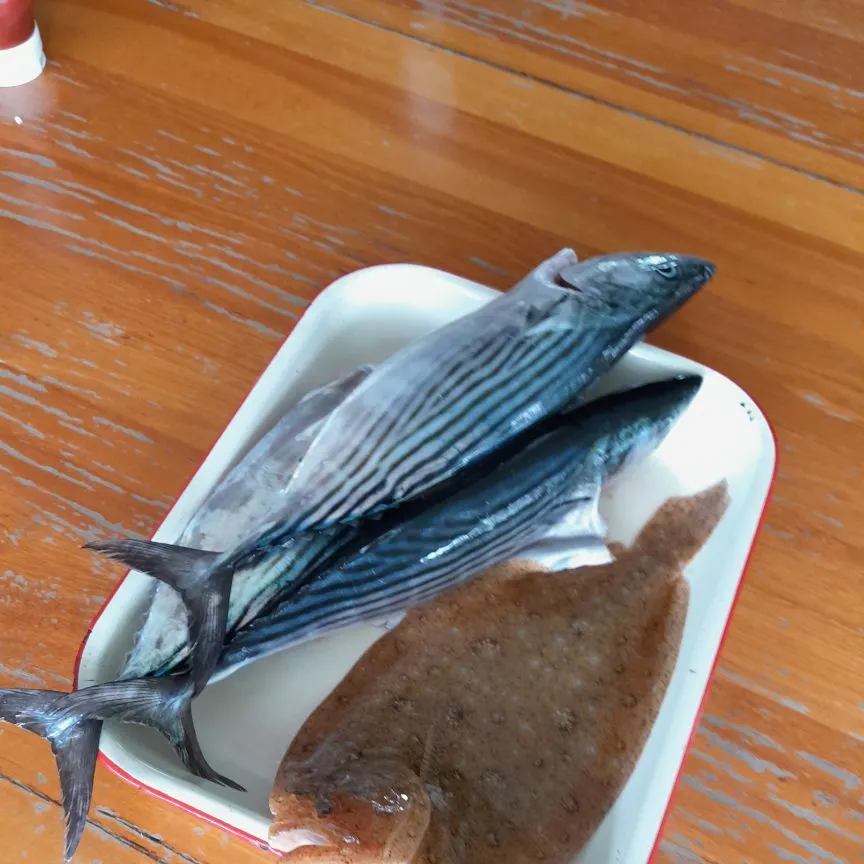 The most recent Striped bonito catches on Fishbrain