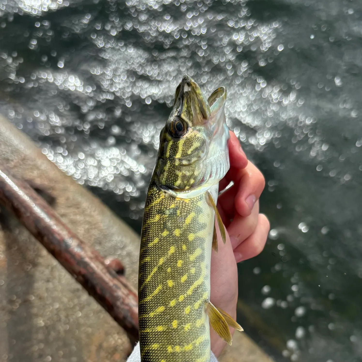 Northern pike caught on Fishbrain