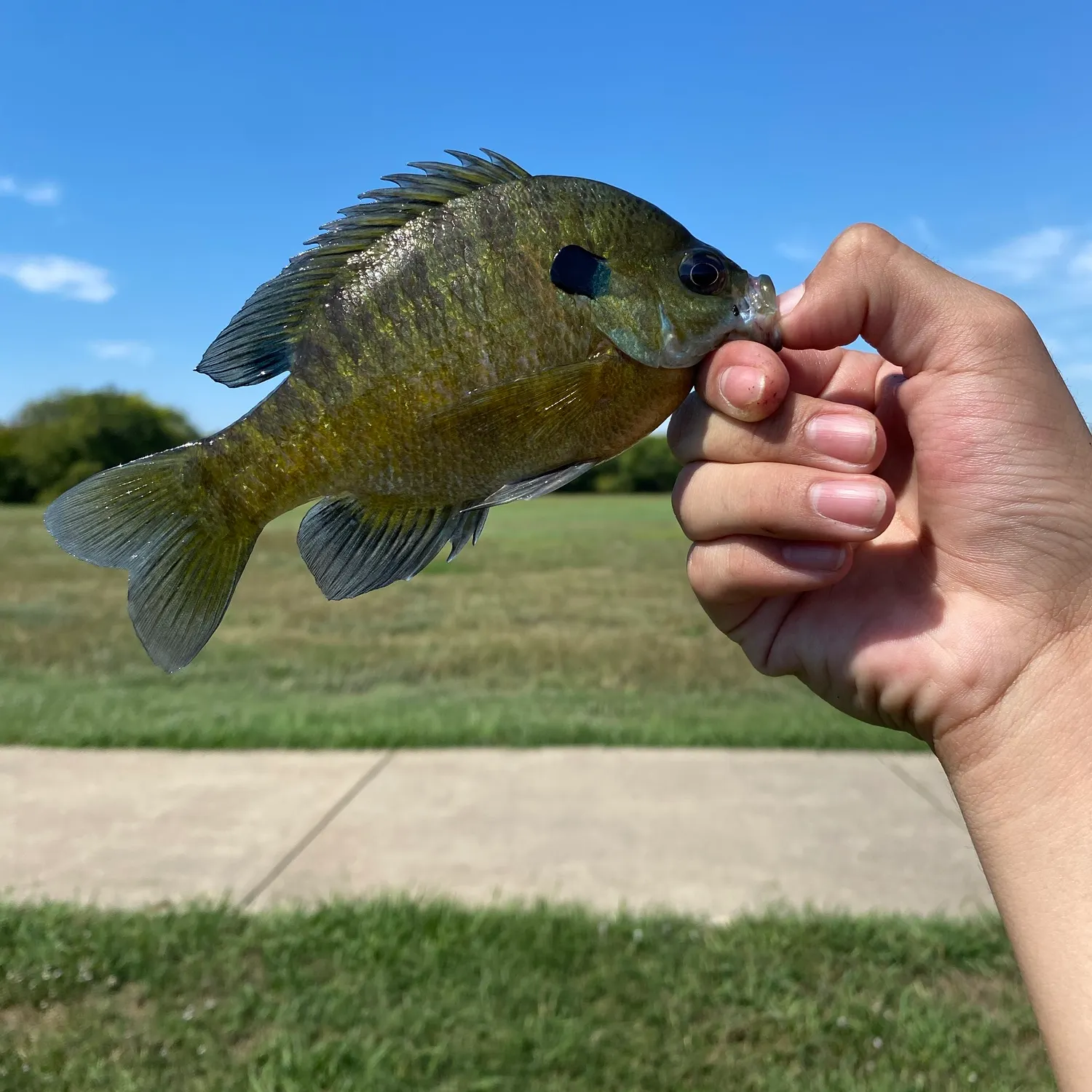 Bluegill caught on Fishbrain