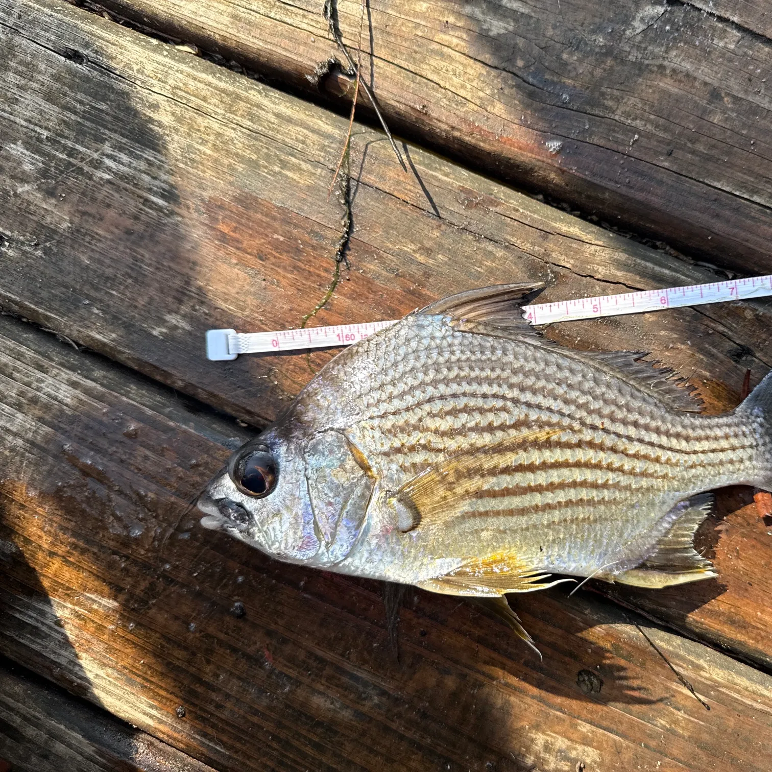 recently logged catches