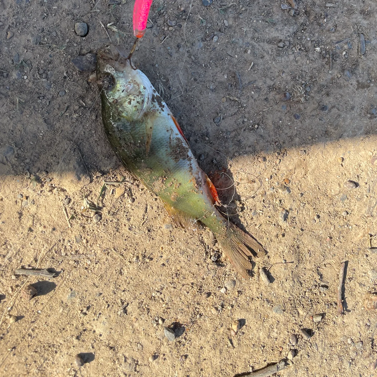 European perch caught on Fishbrain