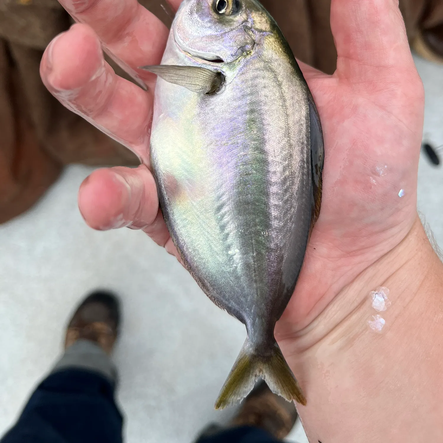 The most recent Pacific pompano catches on Fishbrain