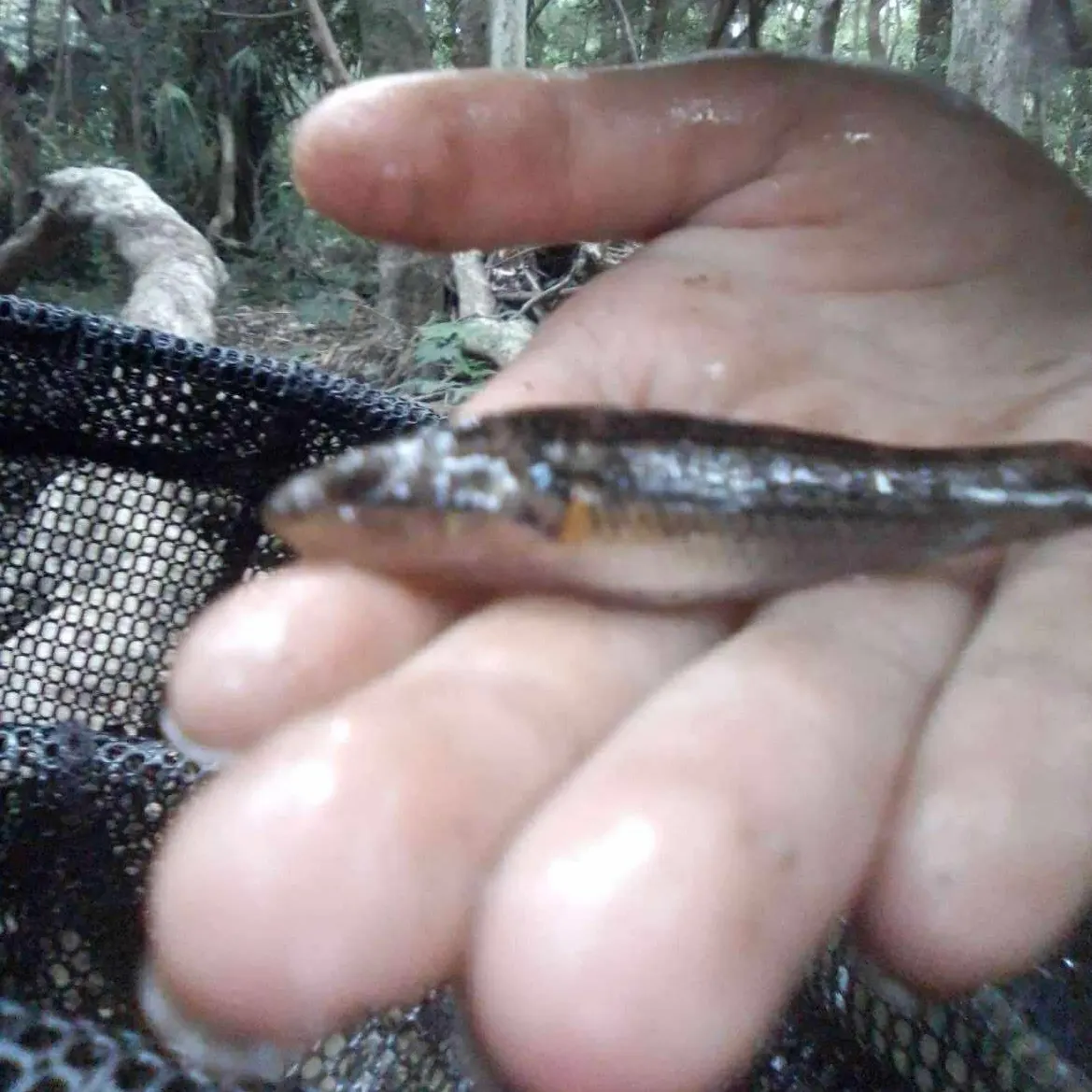 The most recent Cox's gudgeon catches on Fishbrain