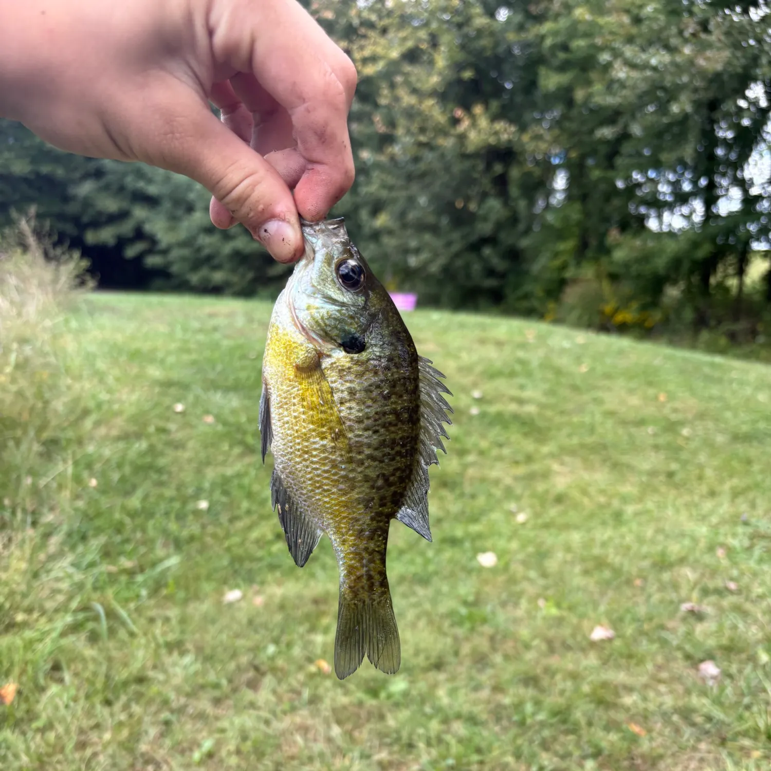 Bluegill caught on Fishbrain