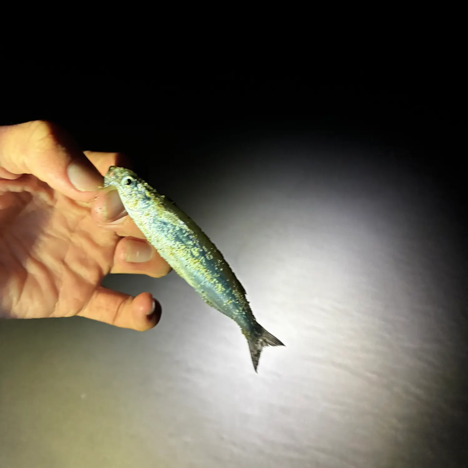 California grunion caught on Fishbrain