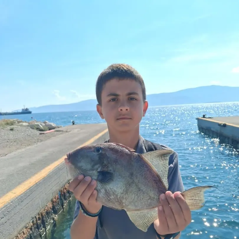 Grey triggerfish caught on Fishbrain