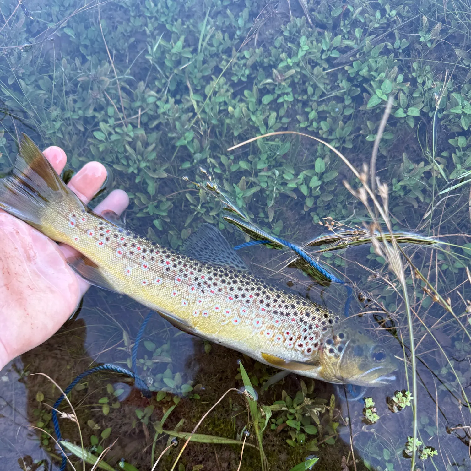 Brown trout caught on Fishbrain