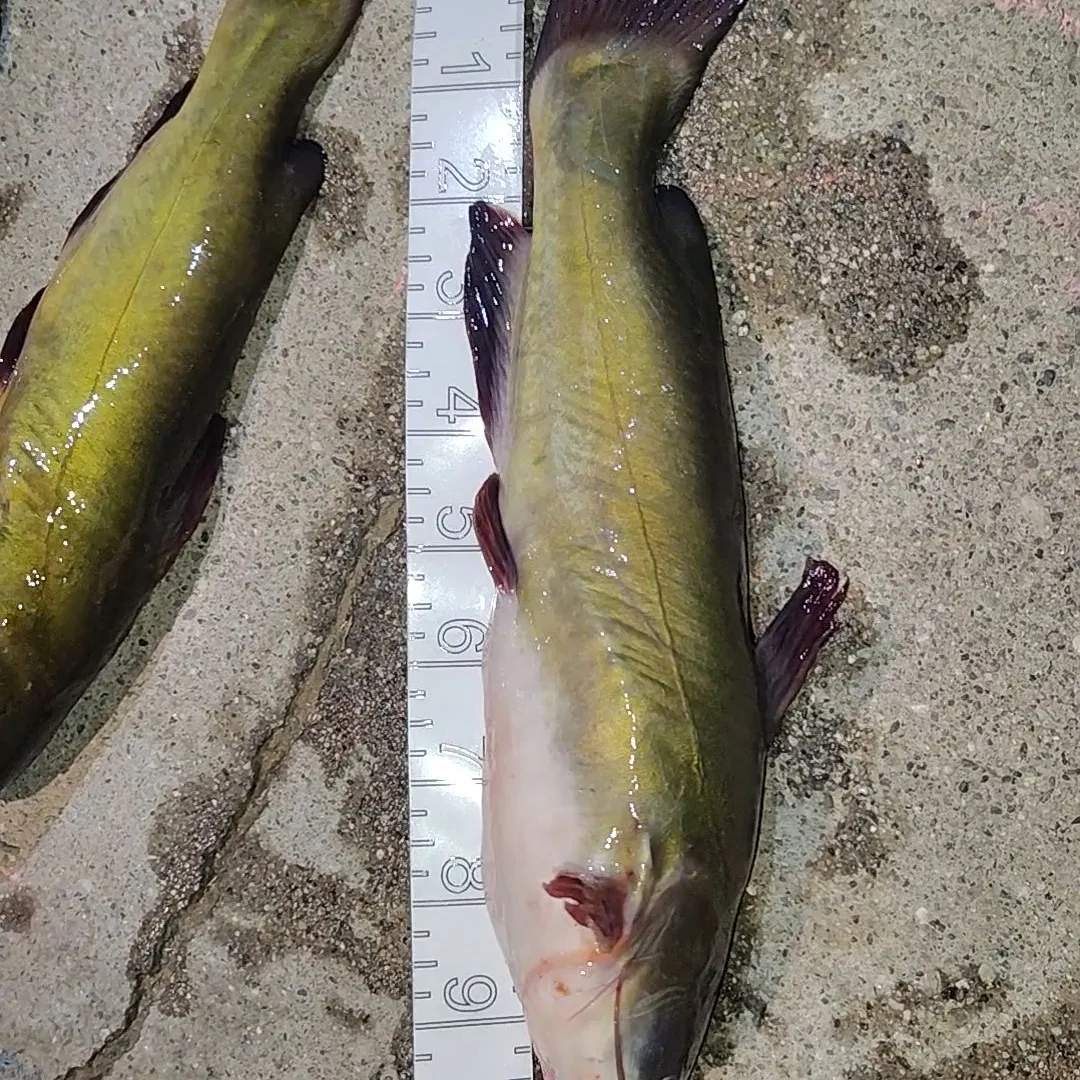 Yellow bullhead caught on Fishbrain
