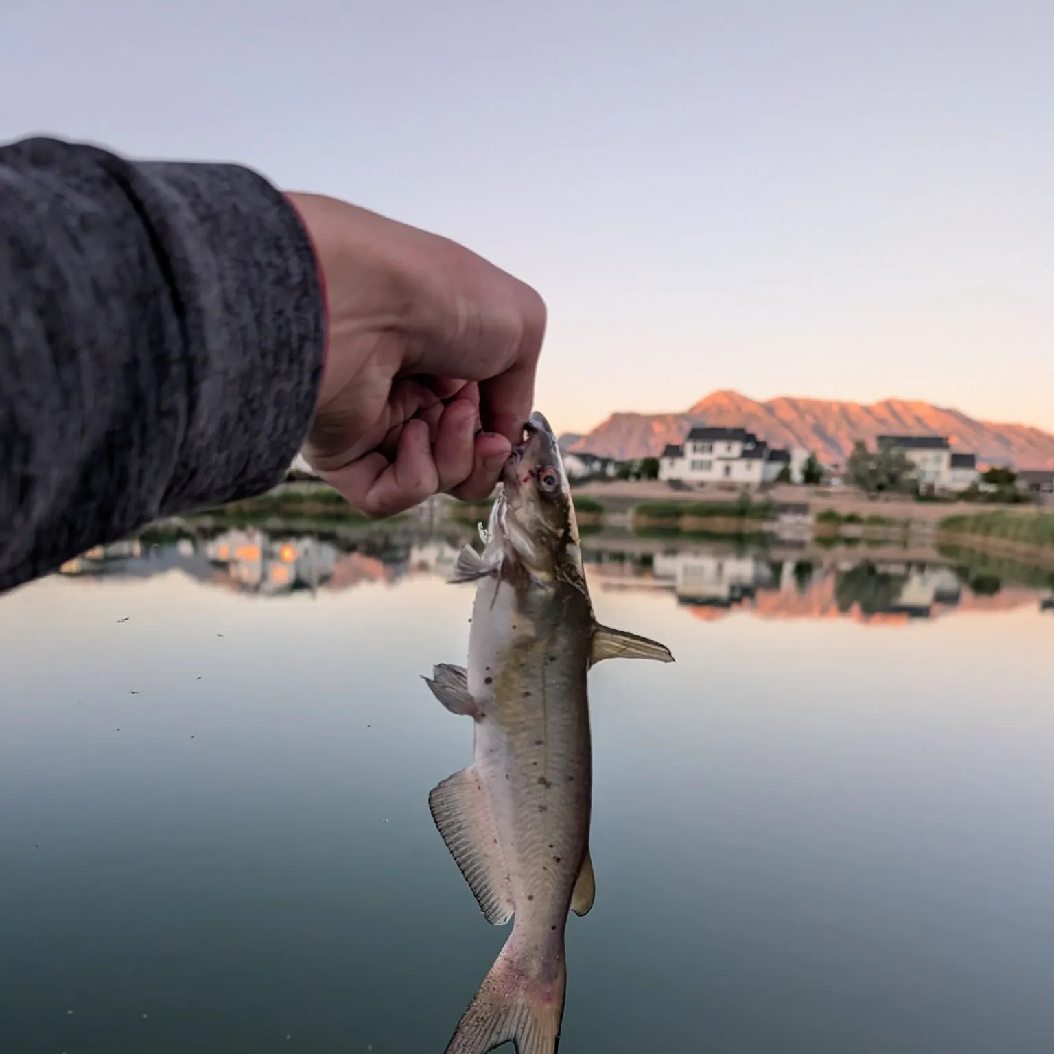 catch