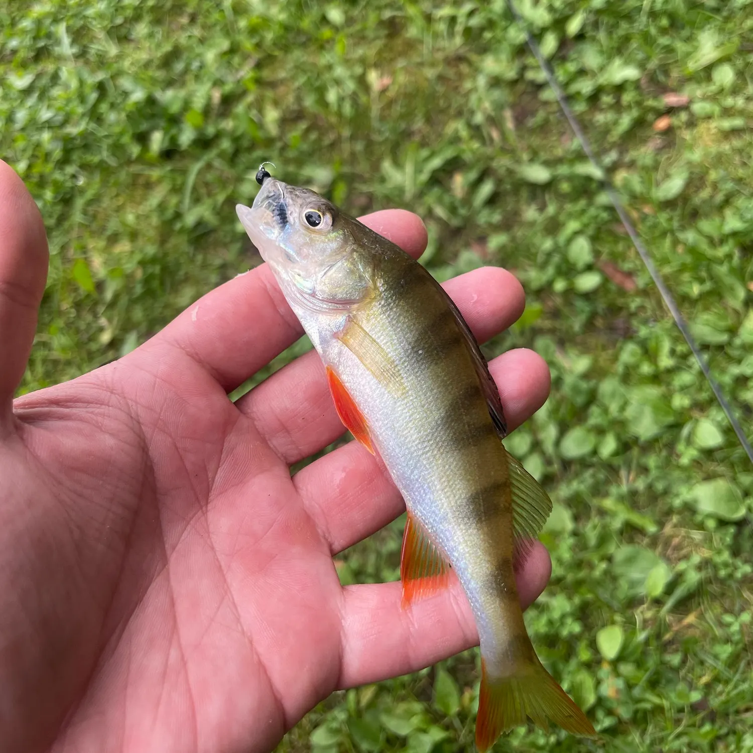 European perch caught on Fishbrain
