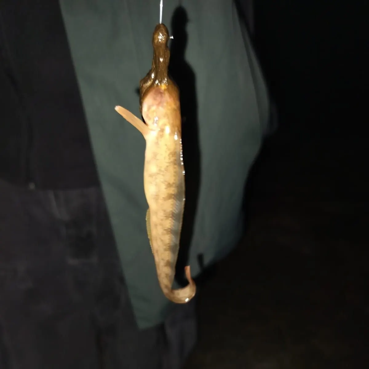 The most recent European eelpout catches on Fishbrain