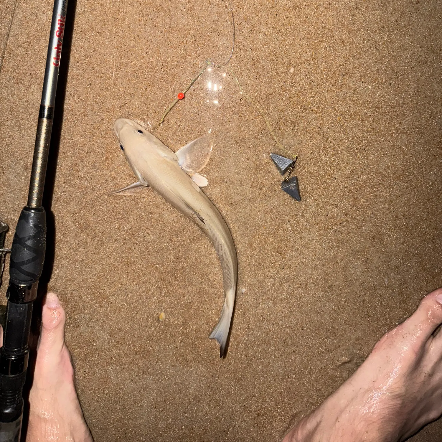 The most recent Western school sillago catches on Fishbrain