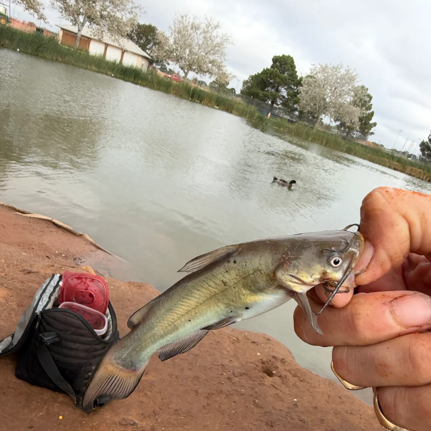 Black bullhead caught on Fishbrain