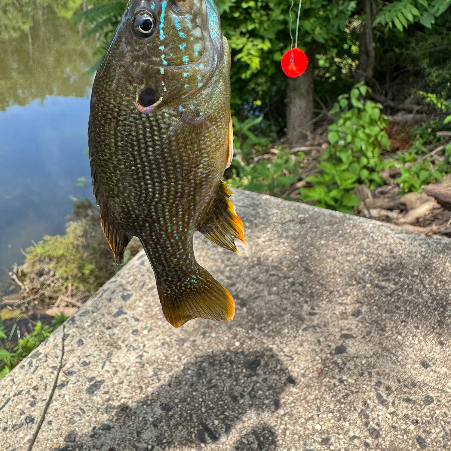 catch