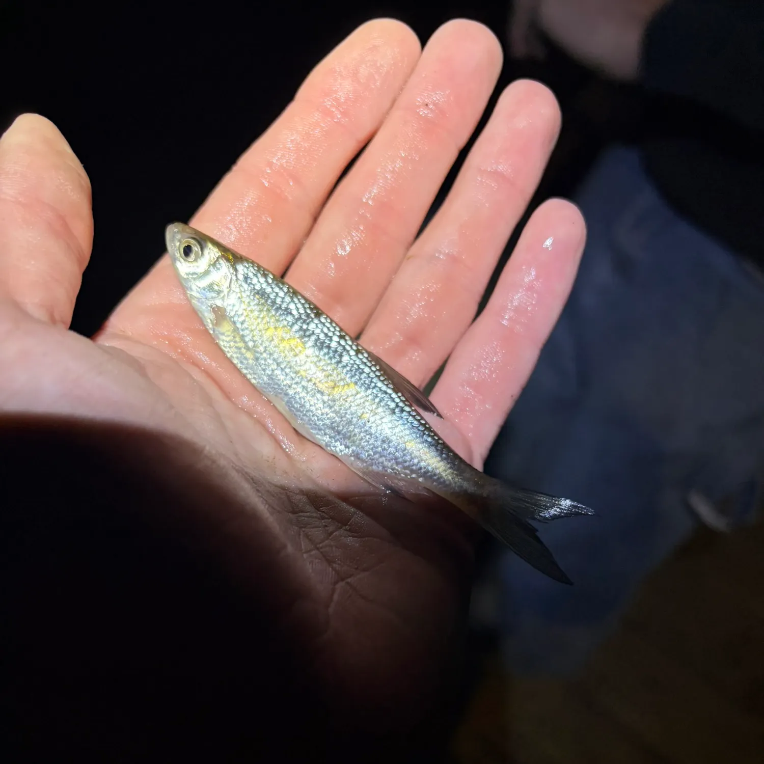 Mooneye caught on Fishbrain