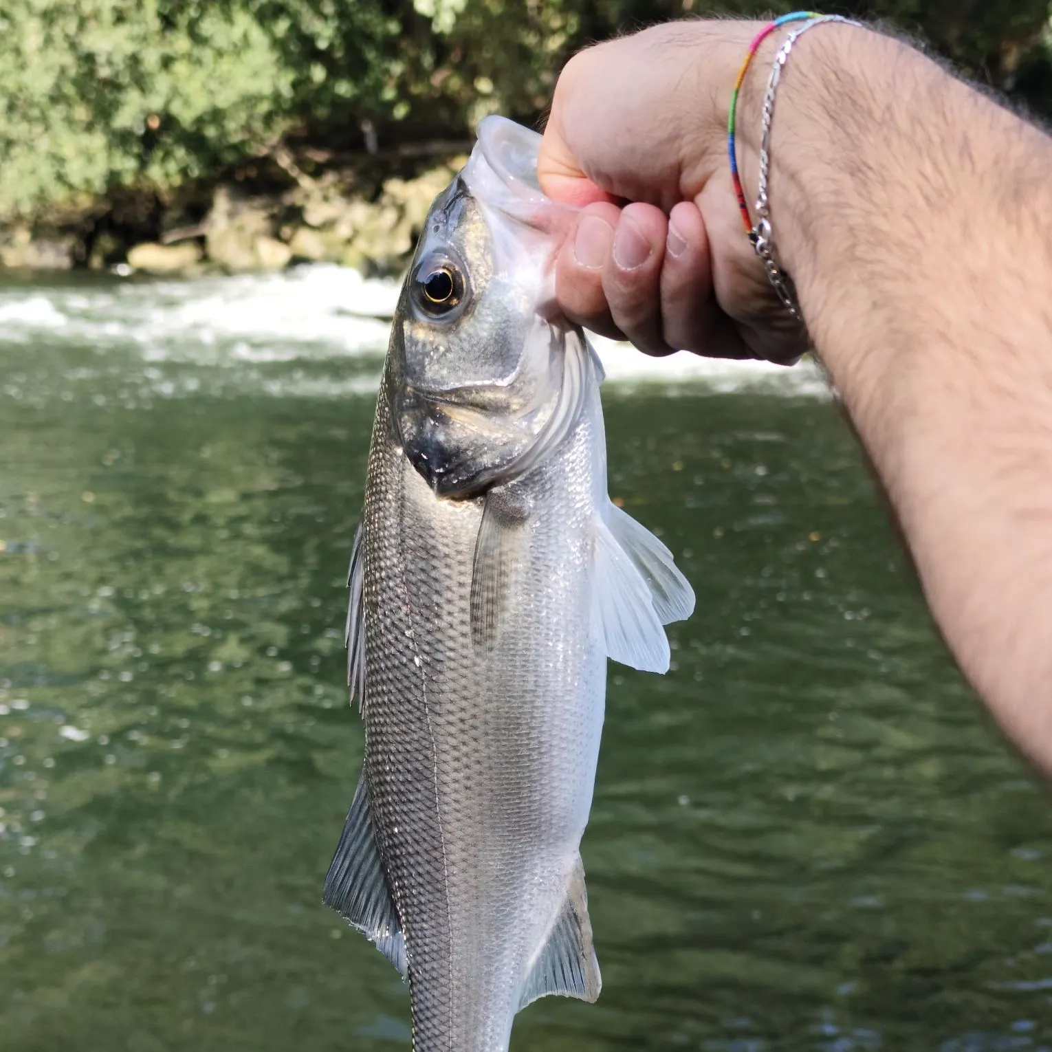 European seabass caught on Fishbrain