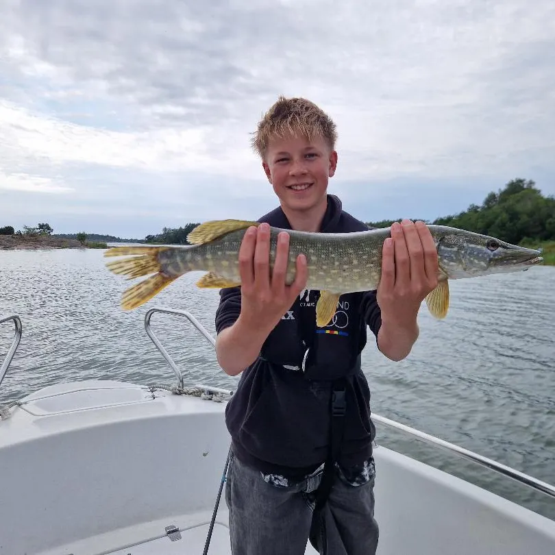 Northern pike caught on Fishbrain