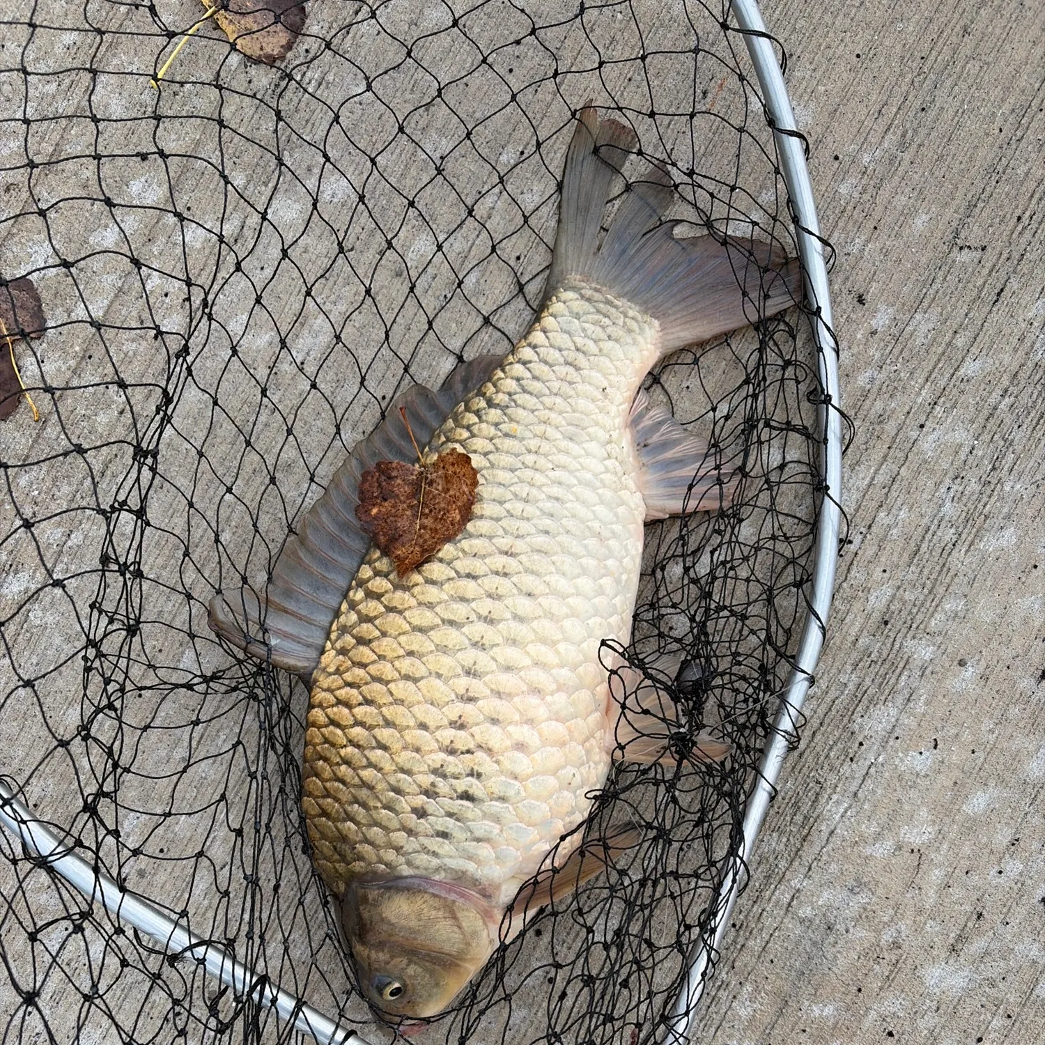 Common carp caught on Fishbrain