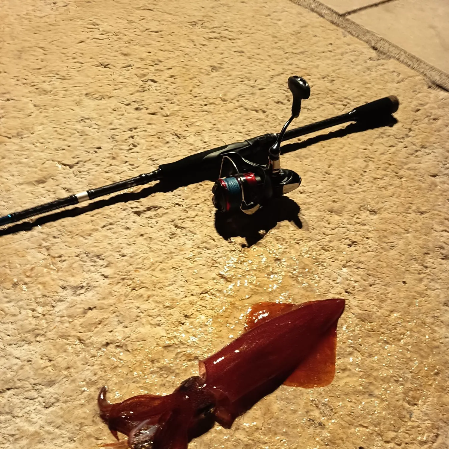 The most recent European flying squid catches on Fishbrain