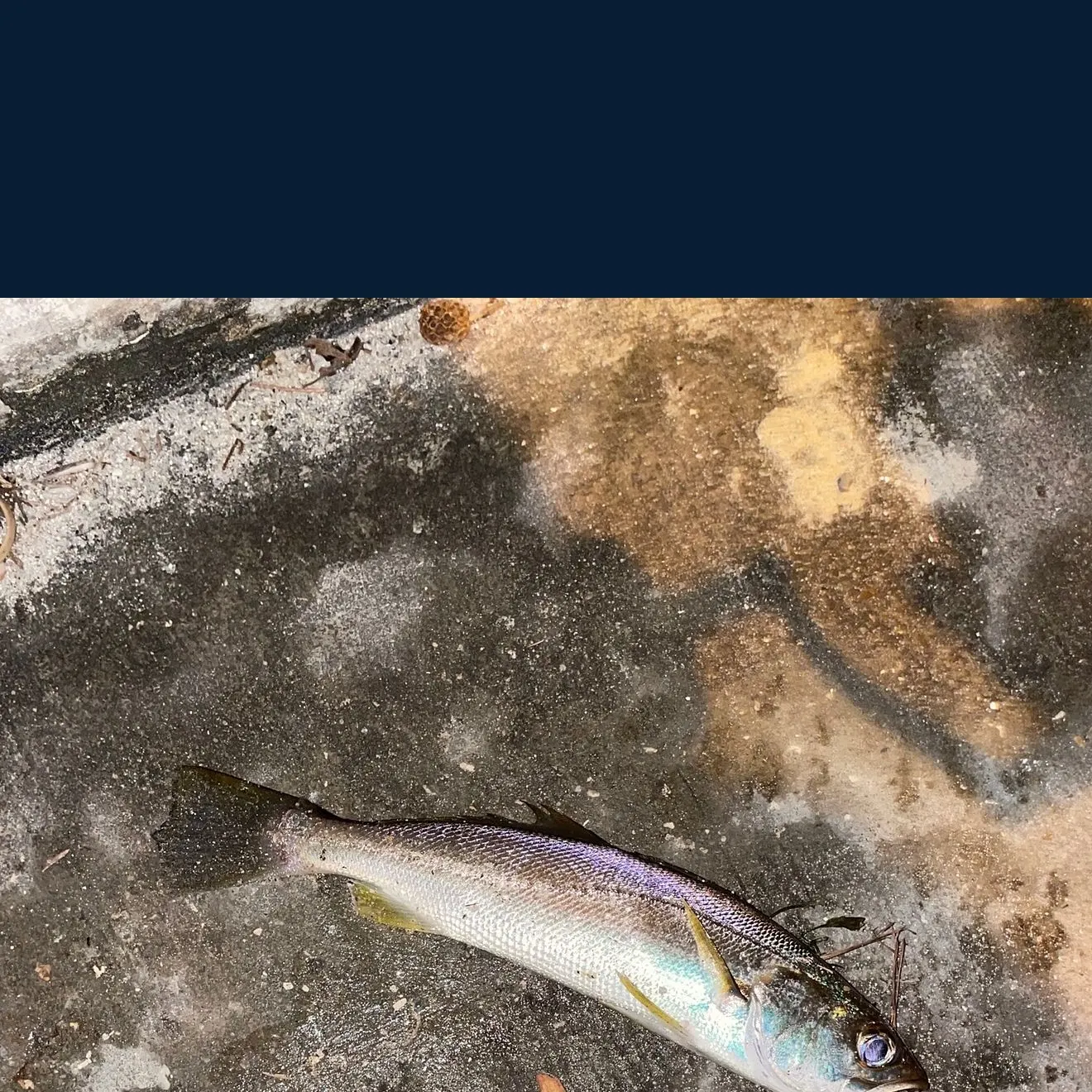 The most recent Silver seatrout catches on Fishbrain