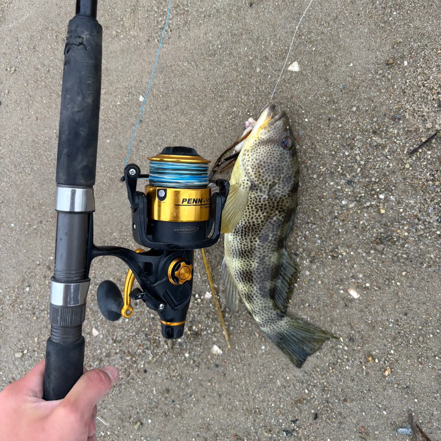 The most recent Spotted sand bass catches on Fishbrain
