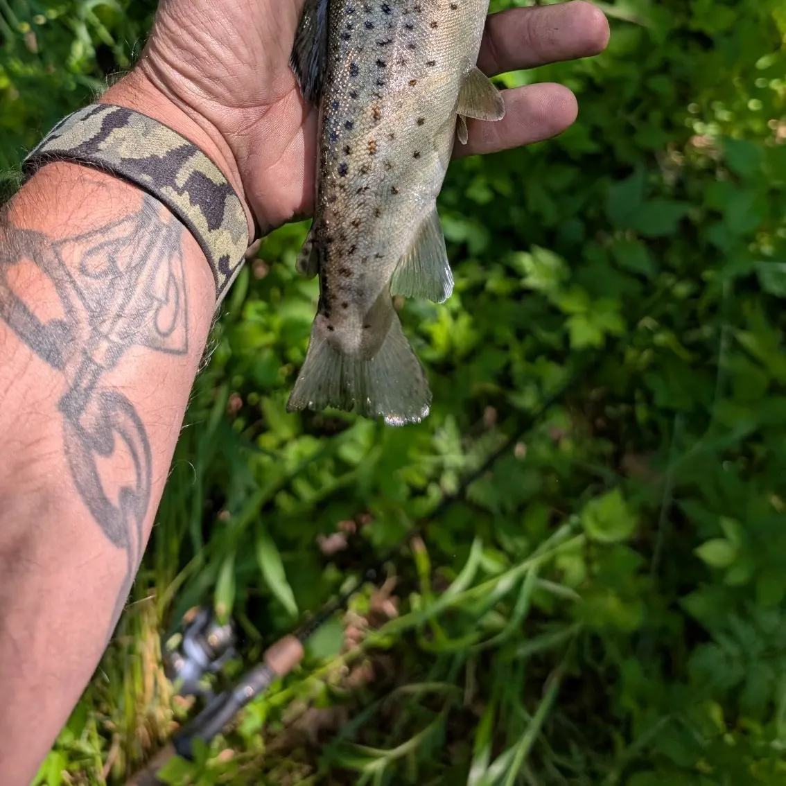 Brown trout caught on Fishbrain