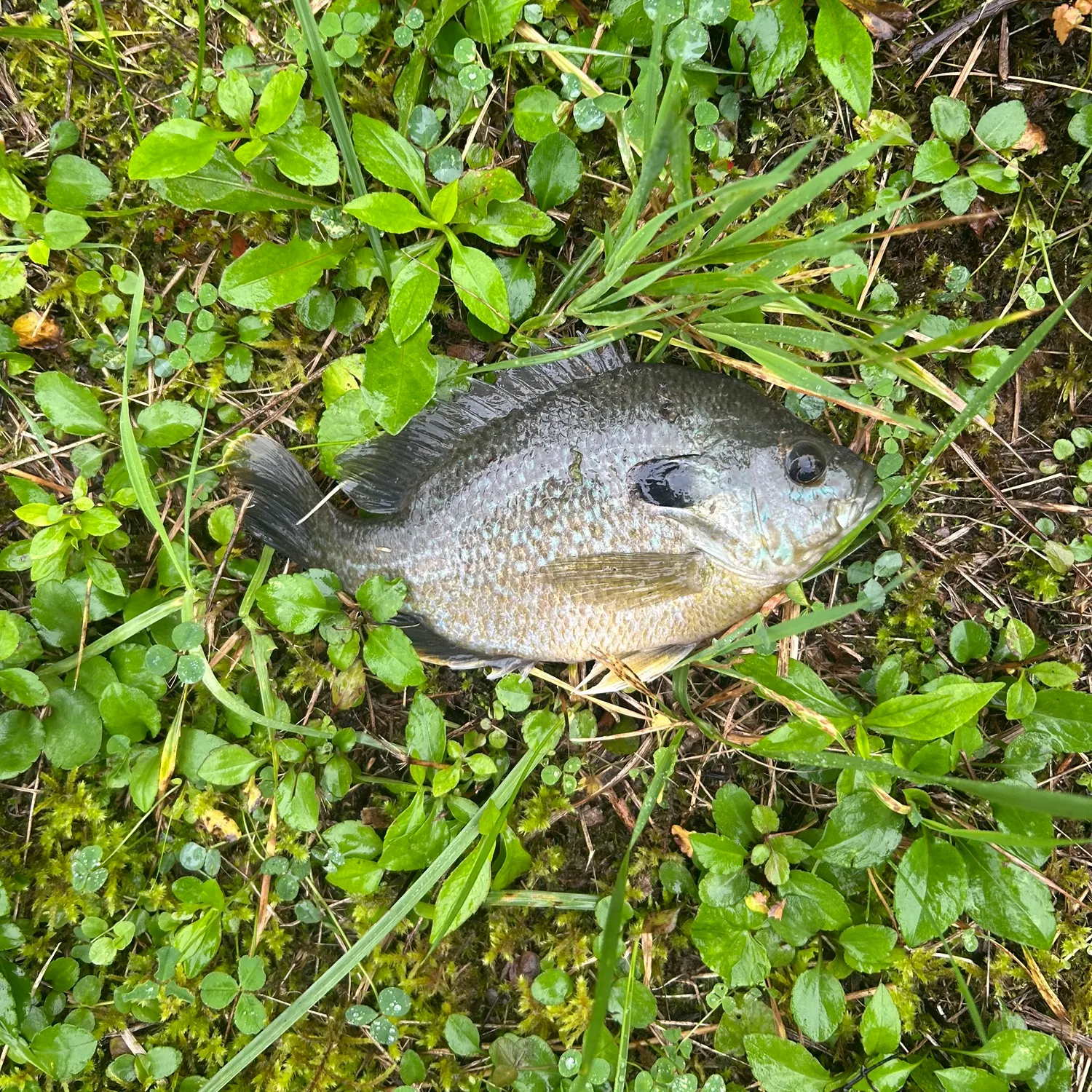 Greengill hybrid caught on Fishbrain
