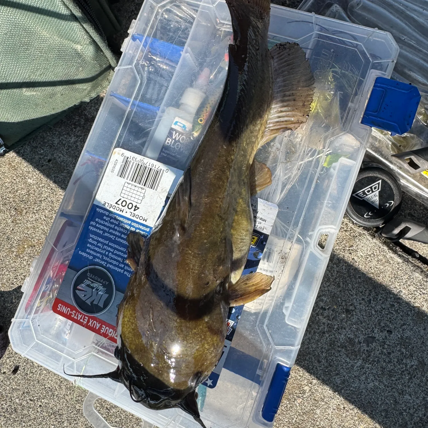 catch