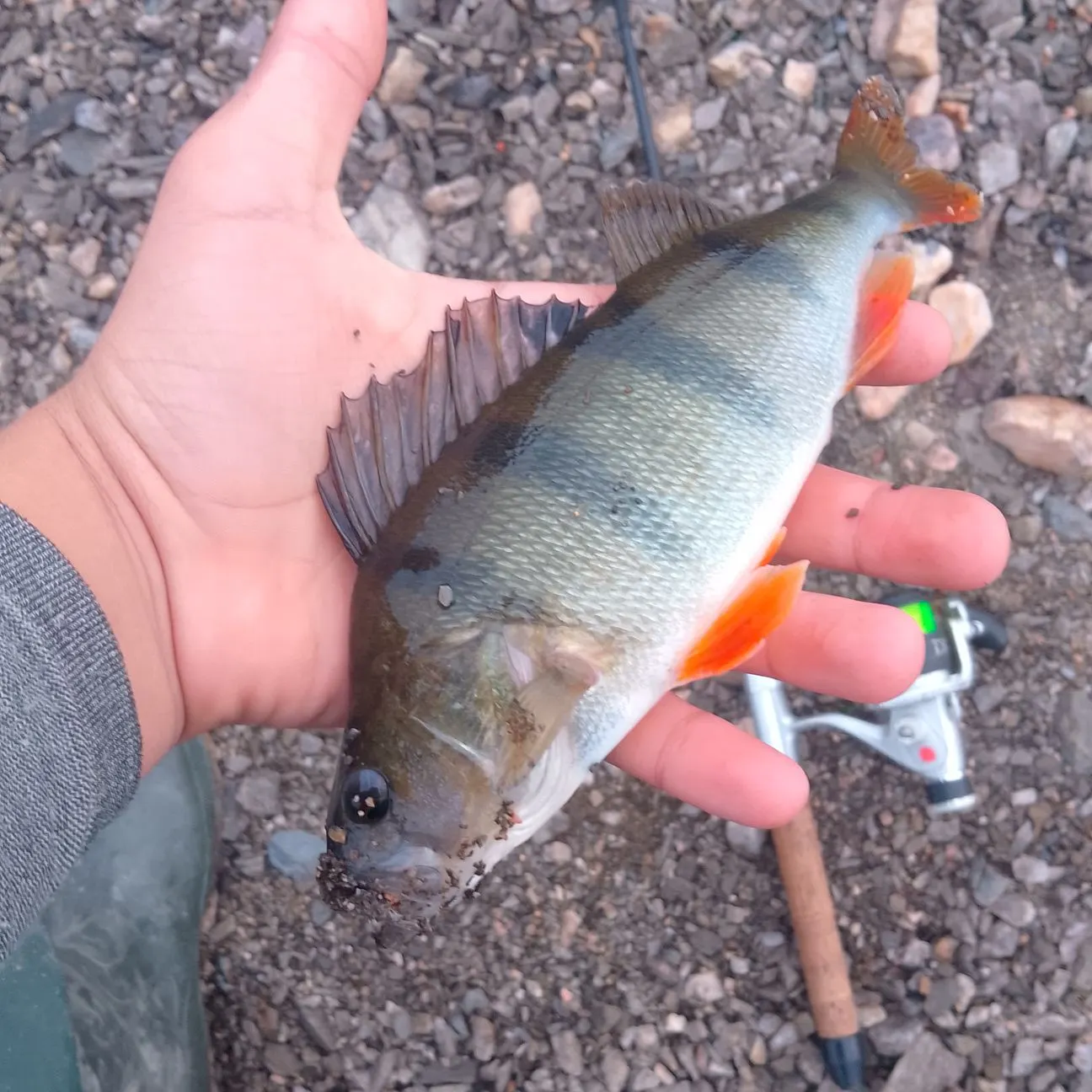European perch caught on Fishbrain
