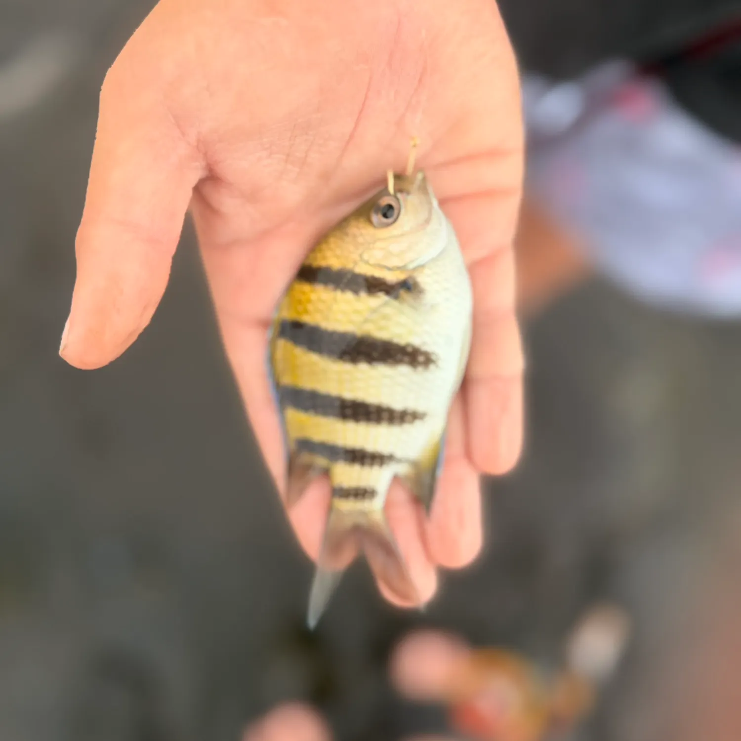 The most recent Panamic sergeant major catches on Fishbrain