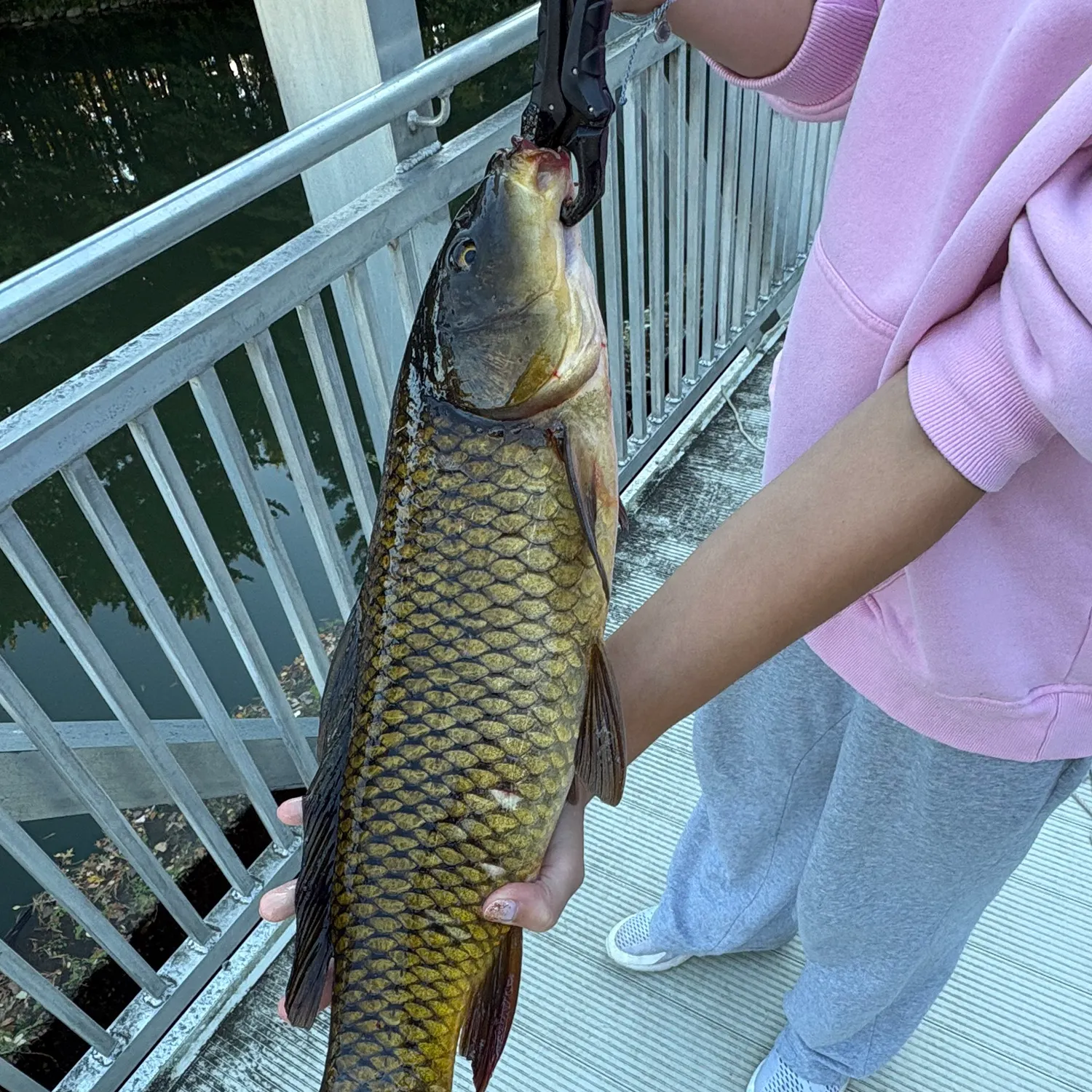 Common carp caught on Fishbrain