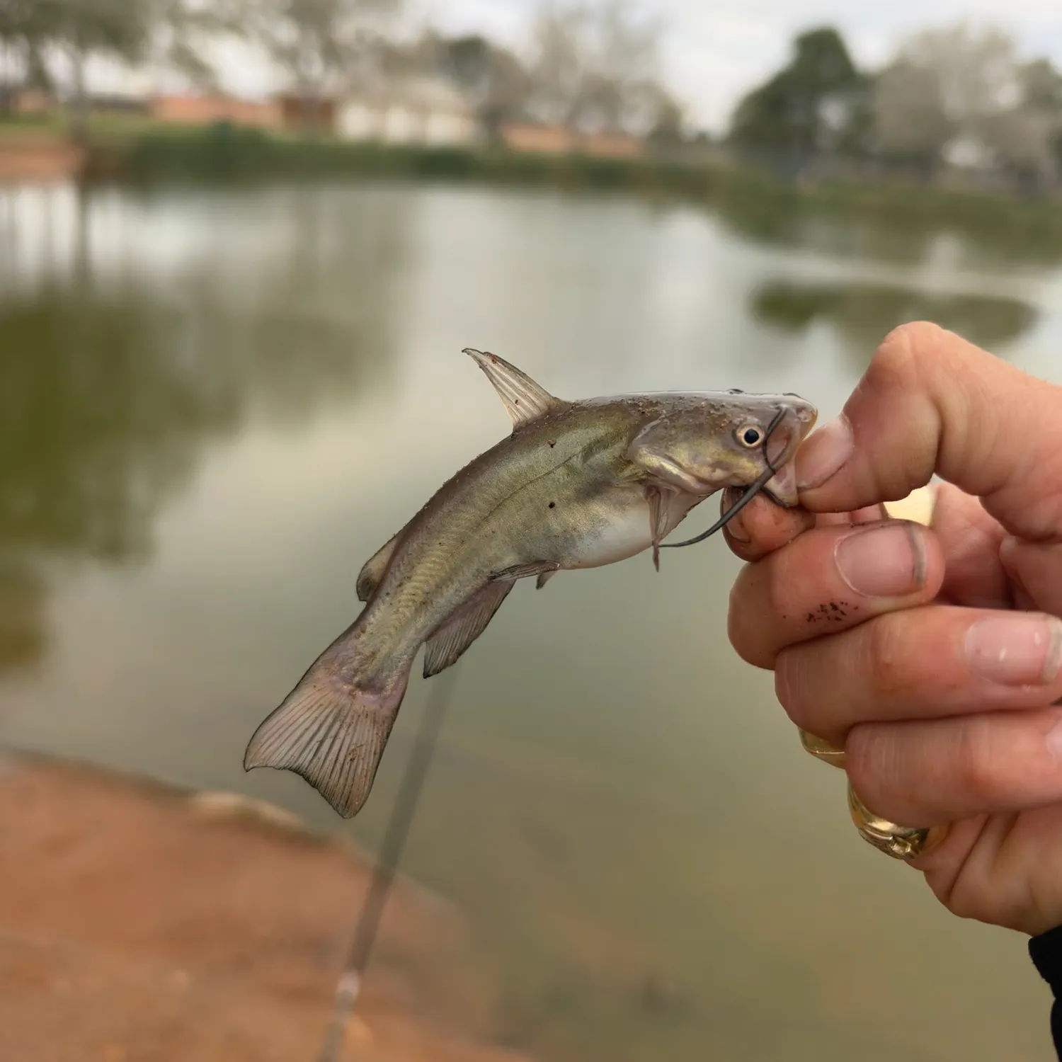 Black bullhead caught on Fishbrain