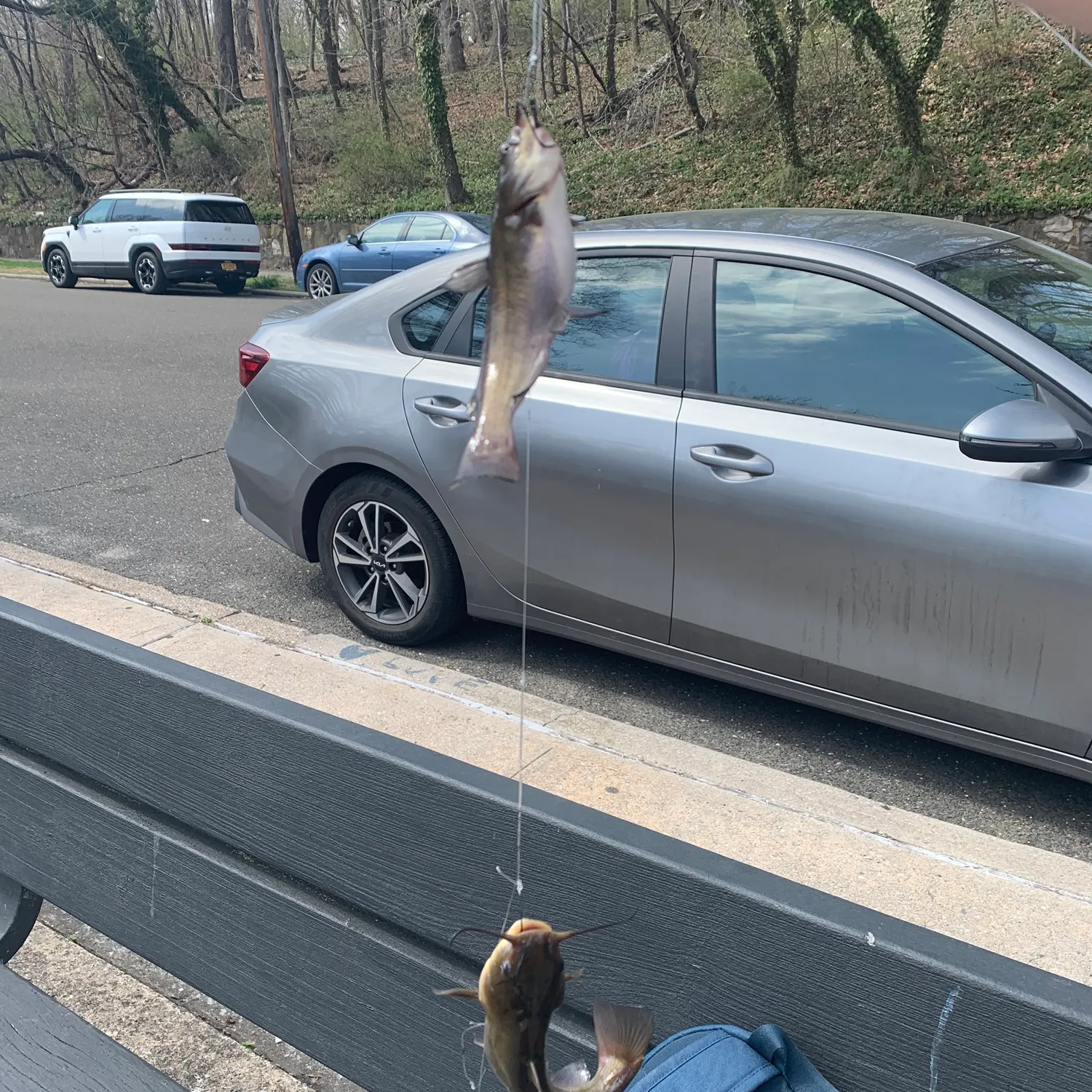 The most recent Black bullhead catches on Fishbrain