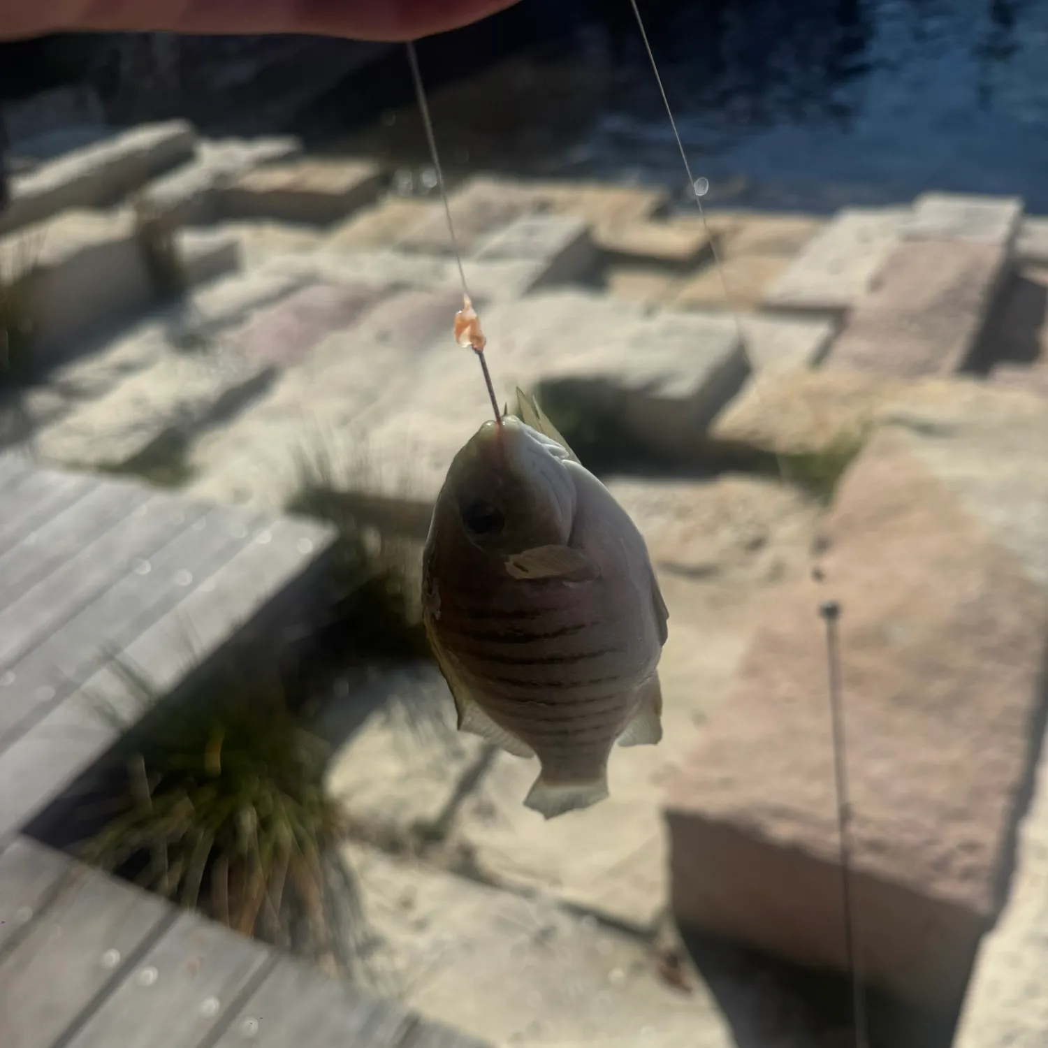 Luderick caught on Fishbrain
