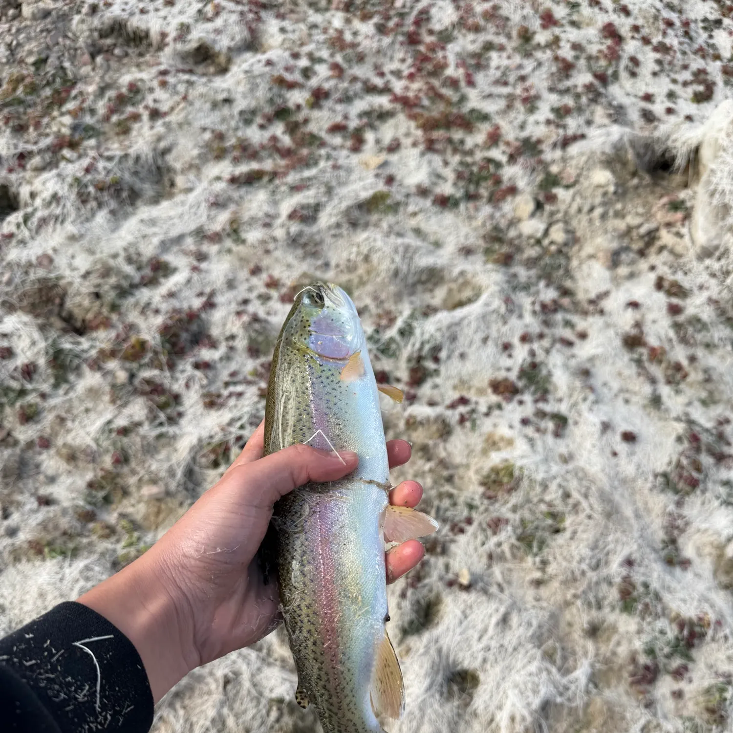 Rainbow trout caught on Fishbrain