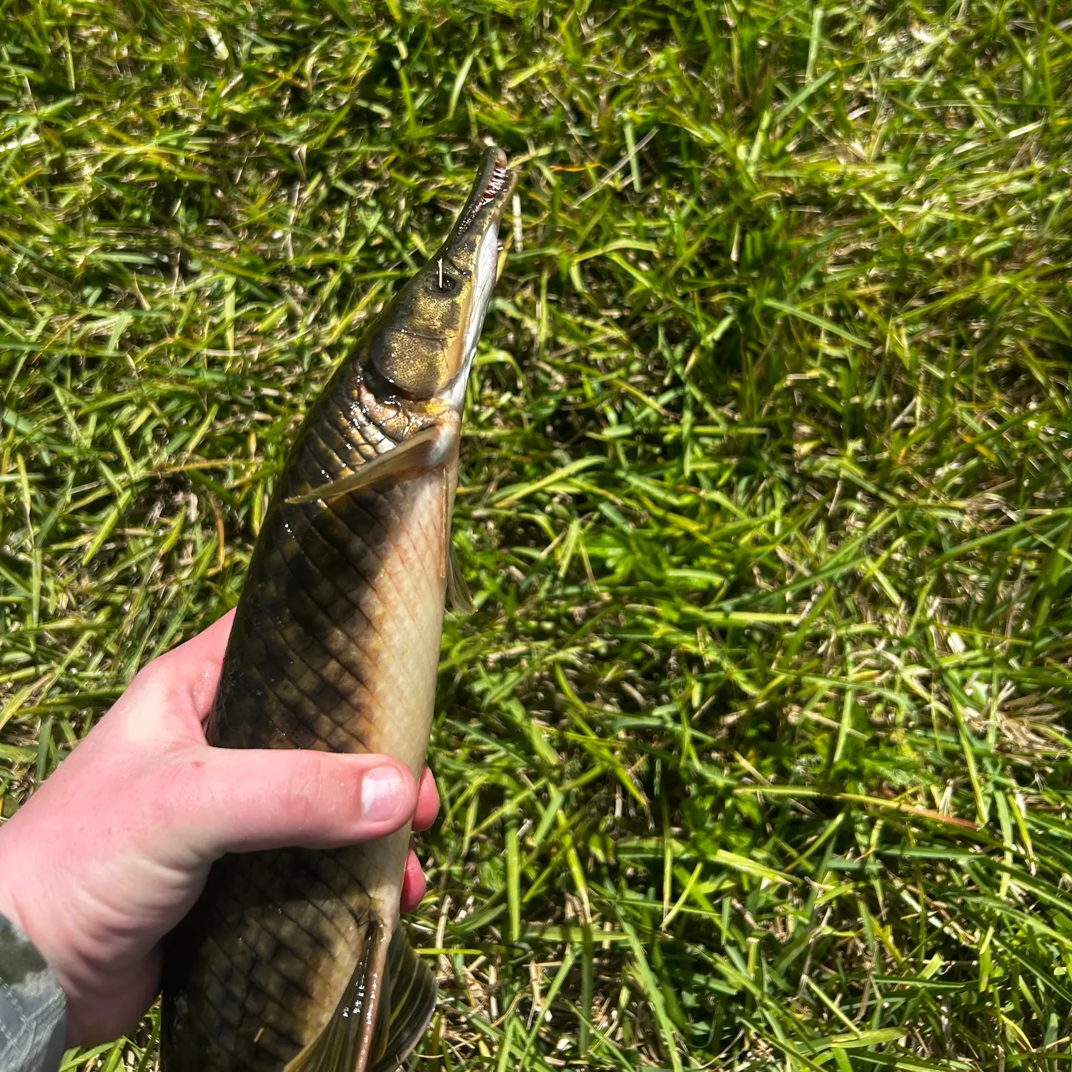 most liked catch image