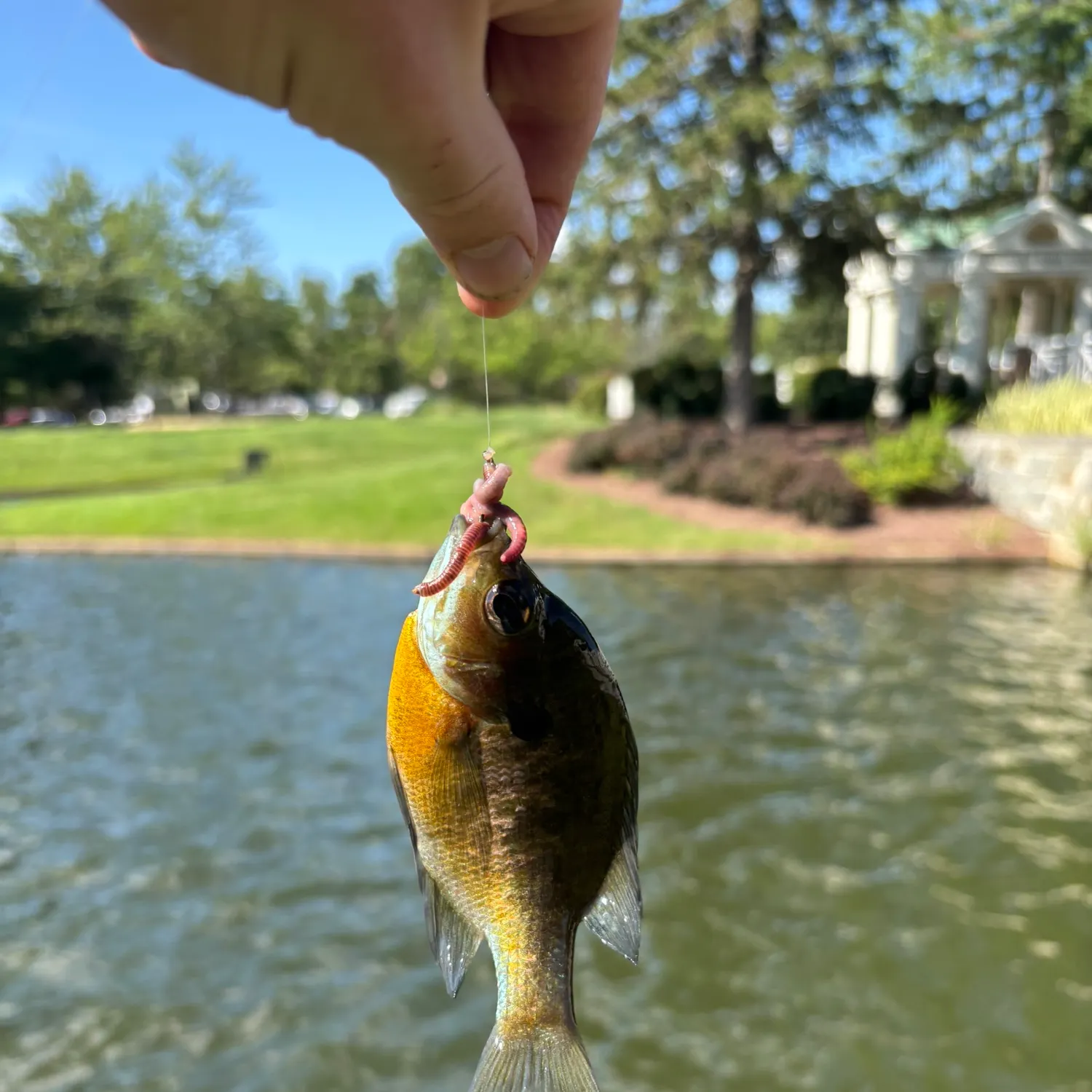 Bluegill caught on Fishbrain