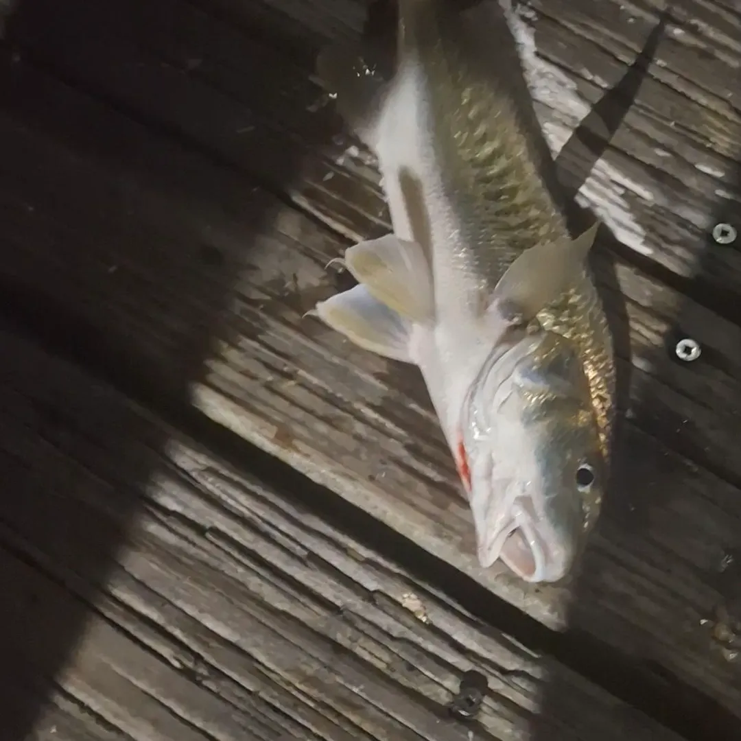 The most recent Atlantic croaker catches on Fishbrain