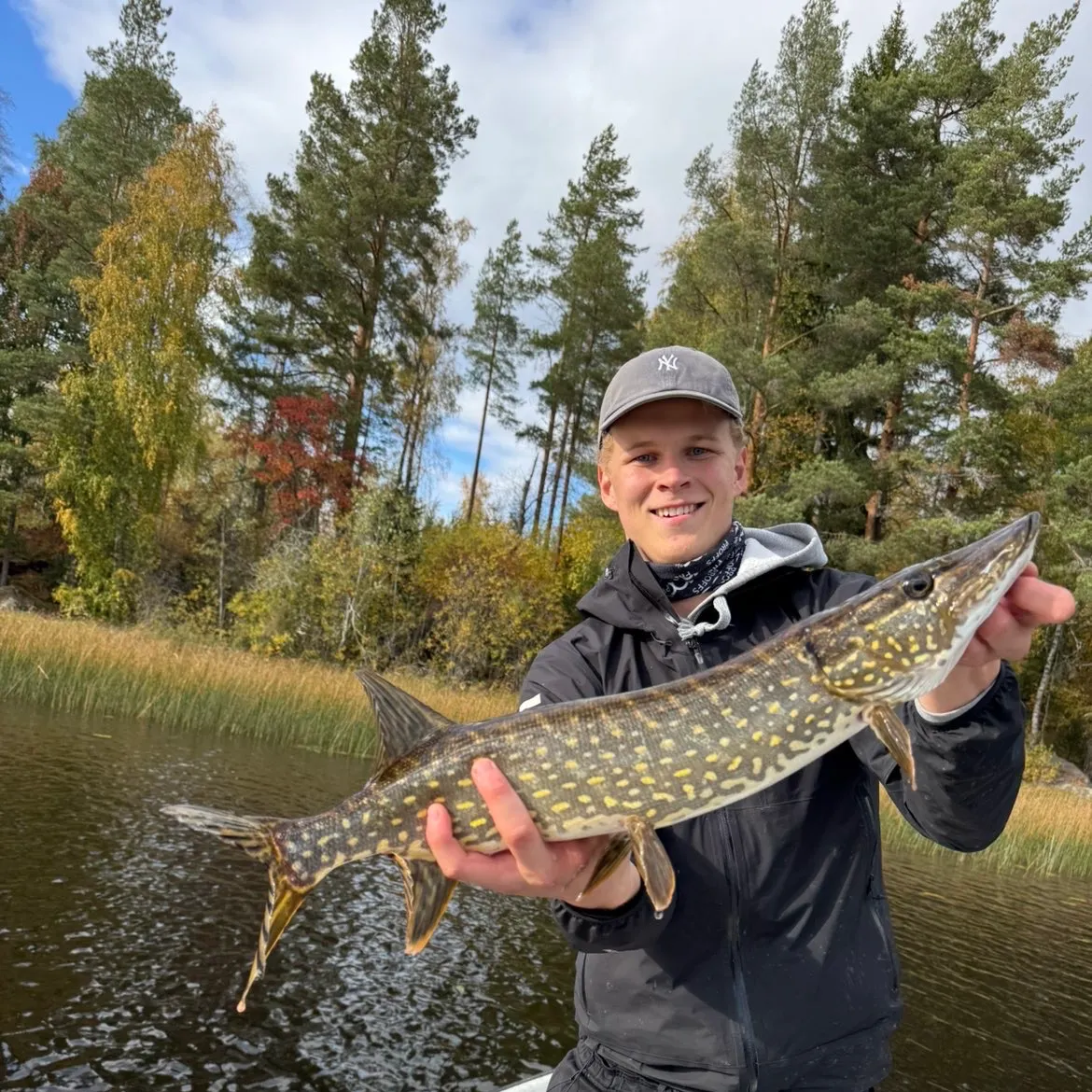 Northern pike caught on Fishbrain