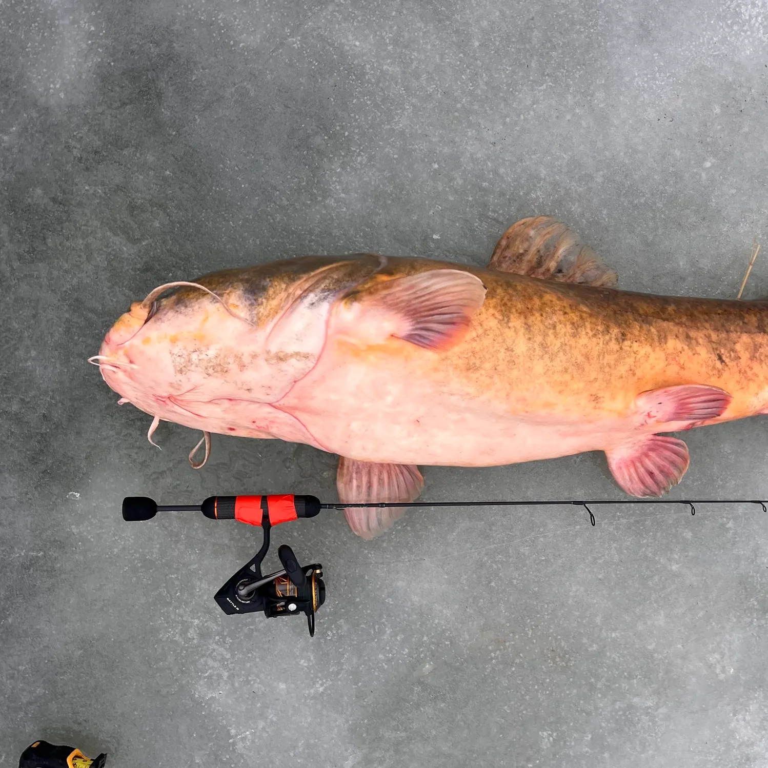 The most recent Flathead catfish catches on Fishbrain