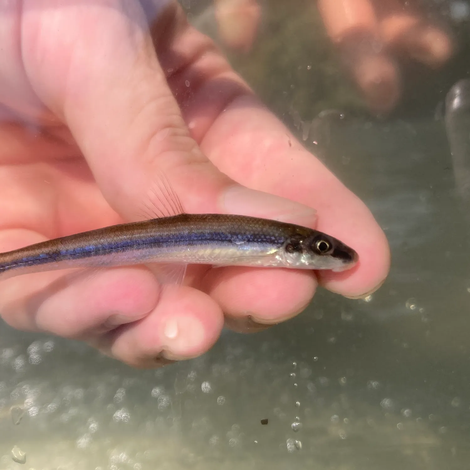 The most recent Stargazing minnow catches on Fishbrain