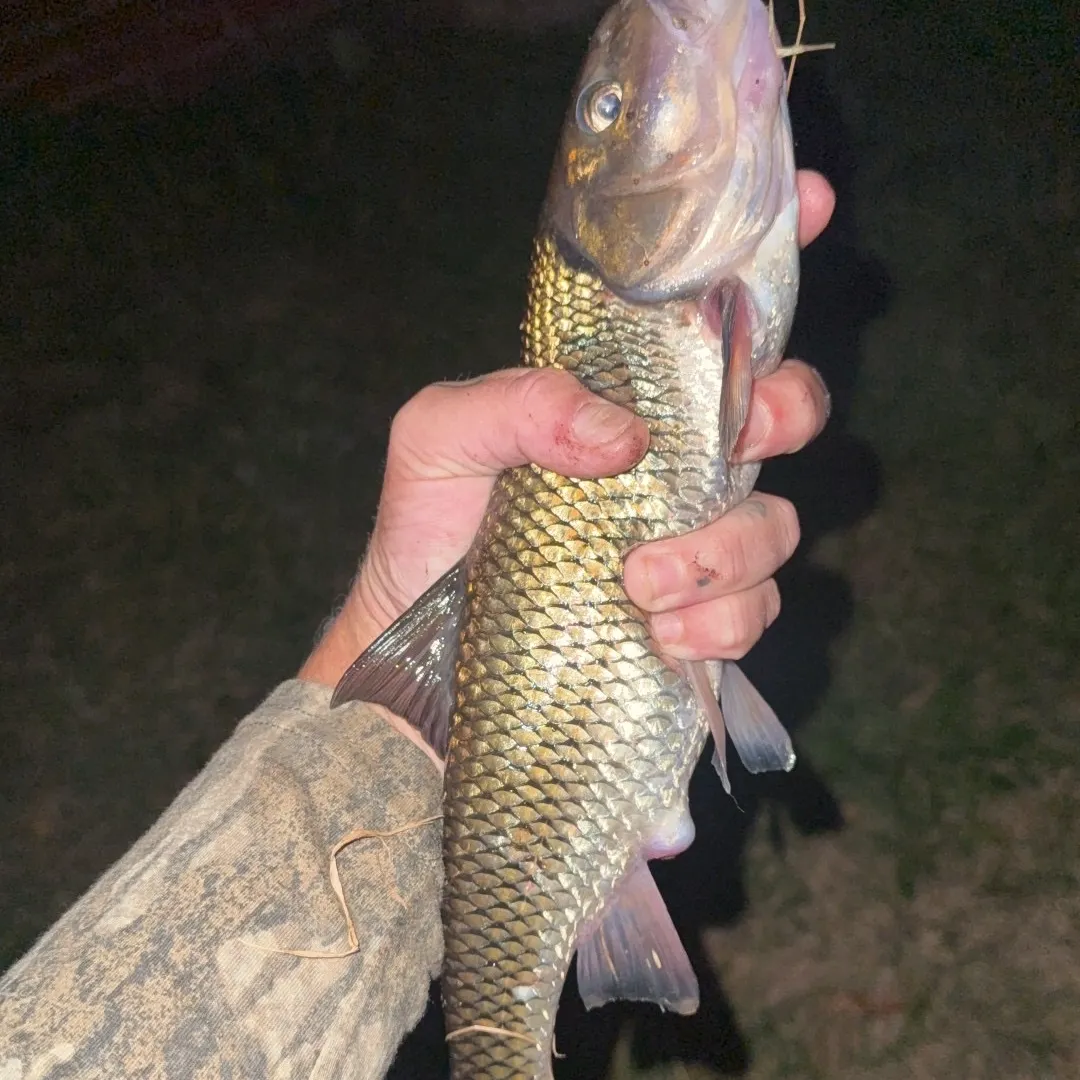 The most recent Fallfish catches on Fishbrain