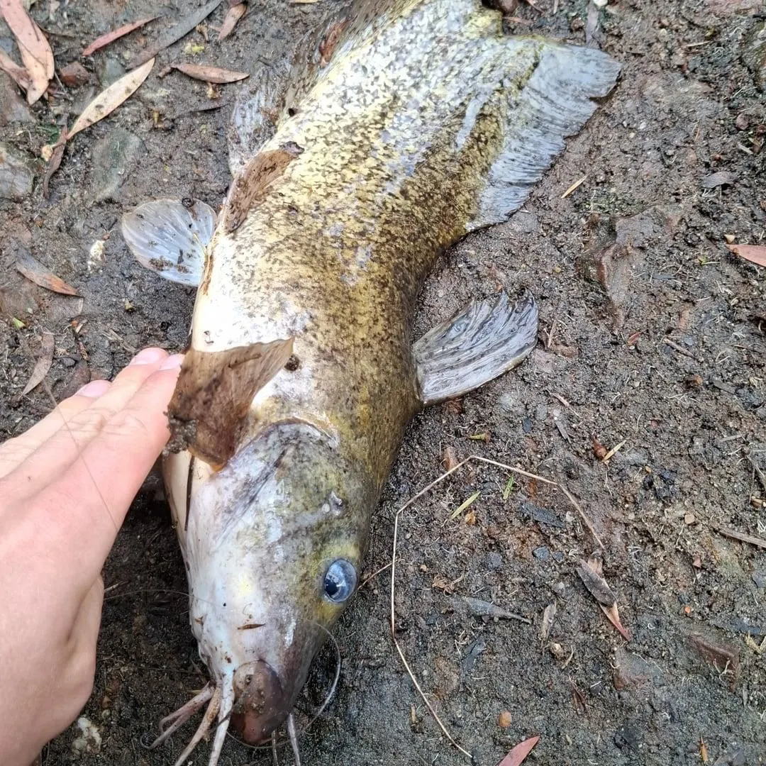 The most recent Dewfish catches on Fishbrain