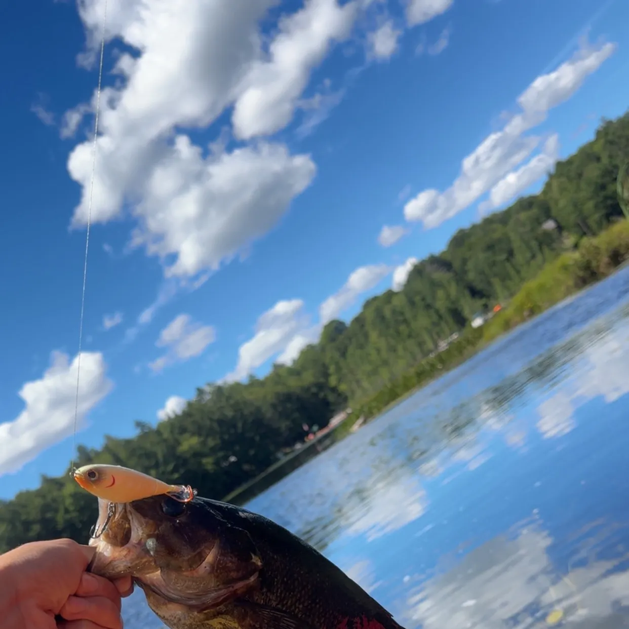 Smallmouth bass caught on Fishbrain