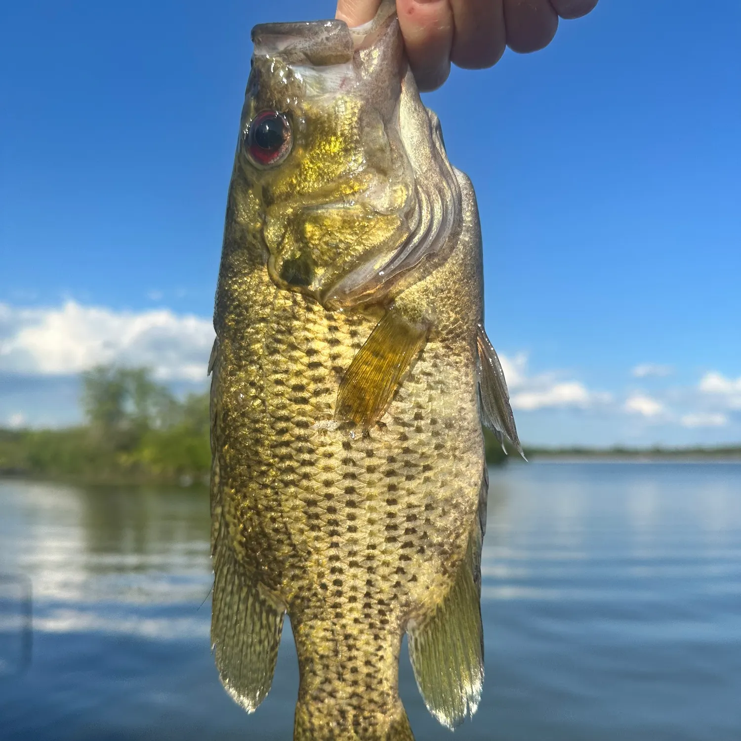Rock bass caught on Fishbrain