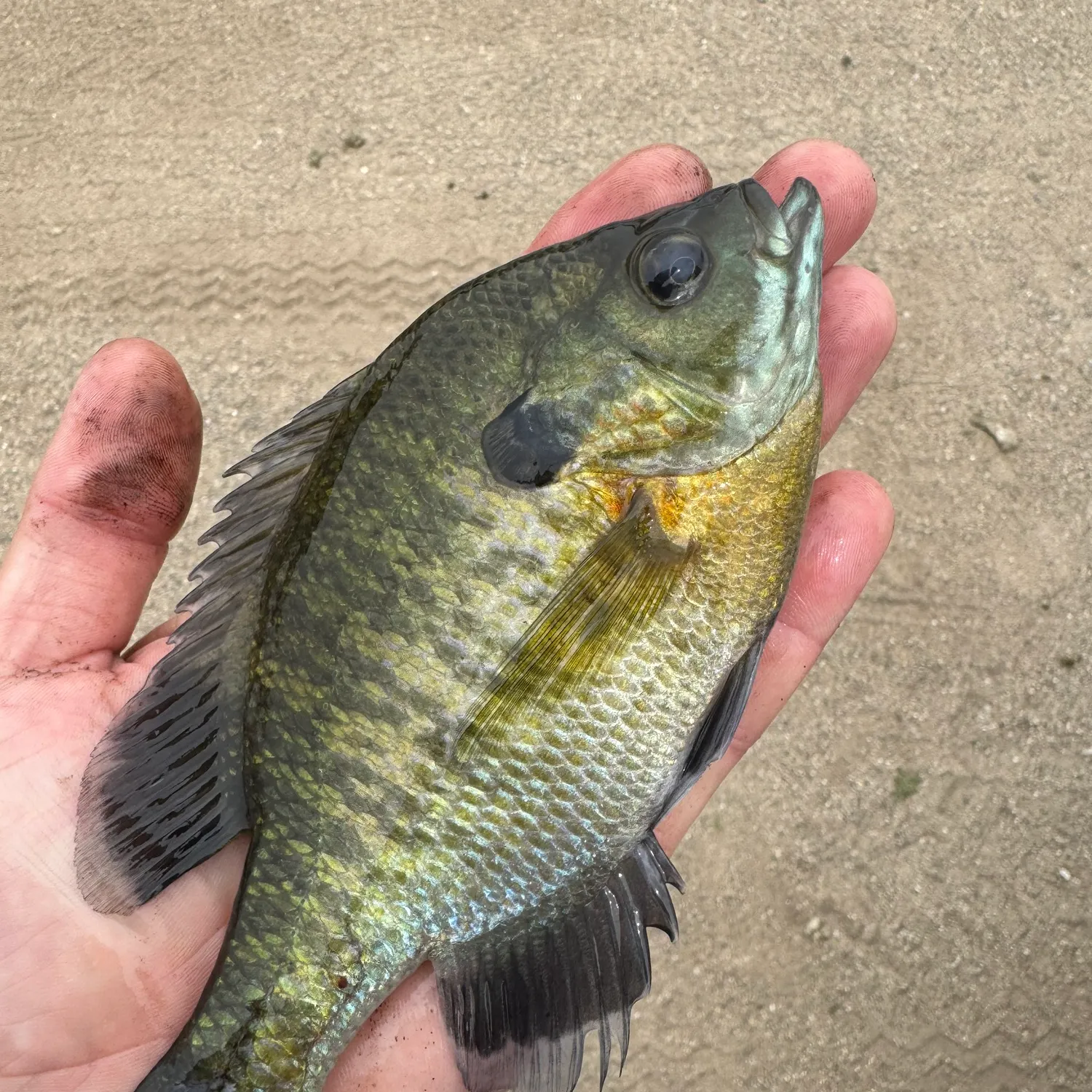 Bluegill caught on Fishbrain