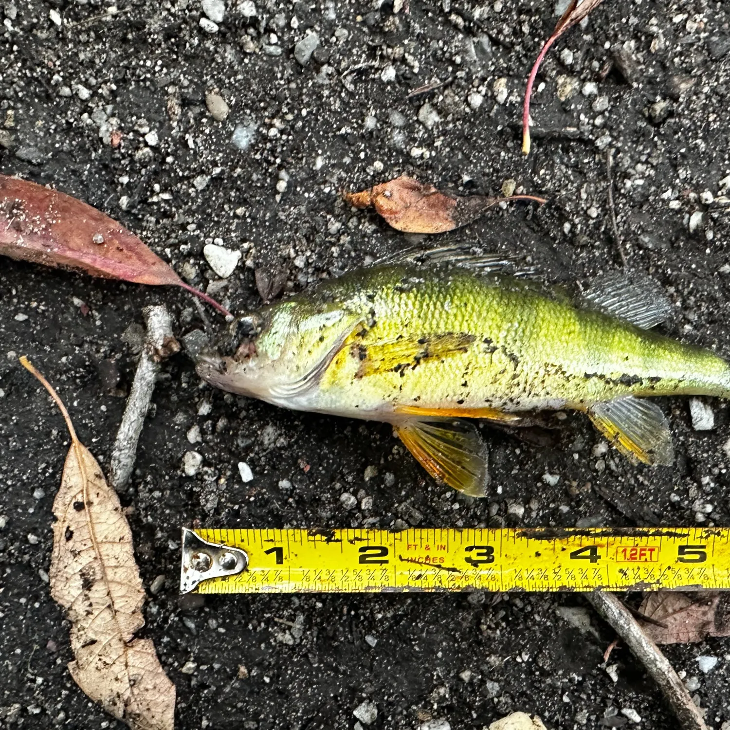 Yellow perch caught on Fishbrain