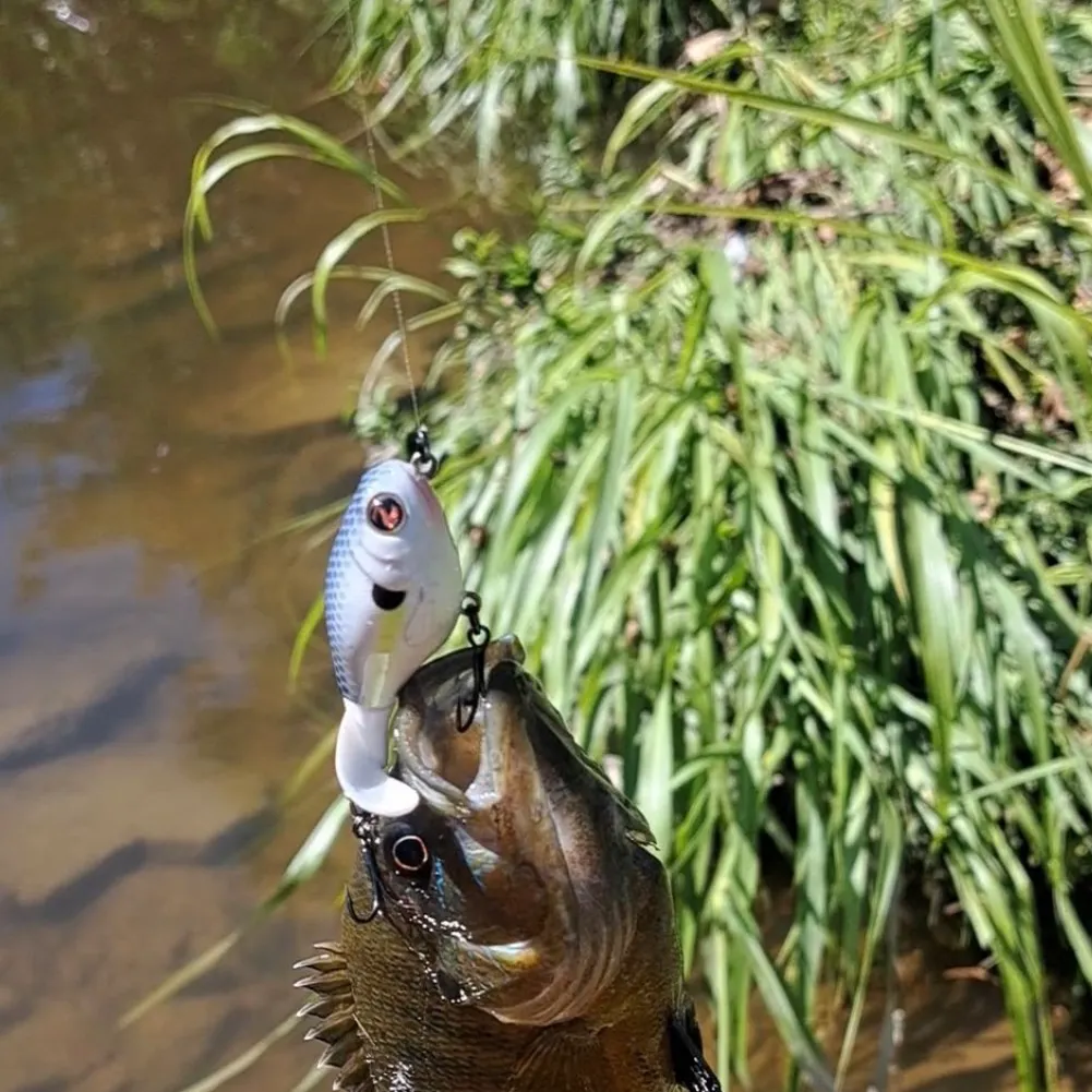 The most recent Bluespotted sunfish catches on Fishbrain