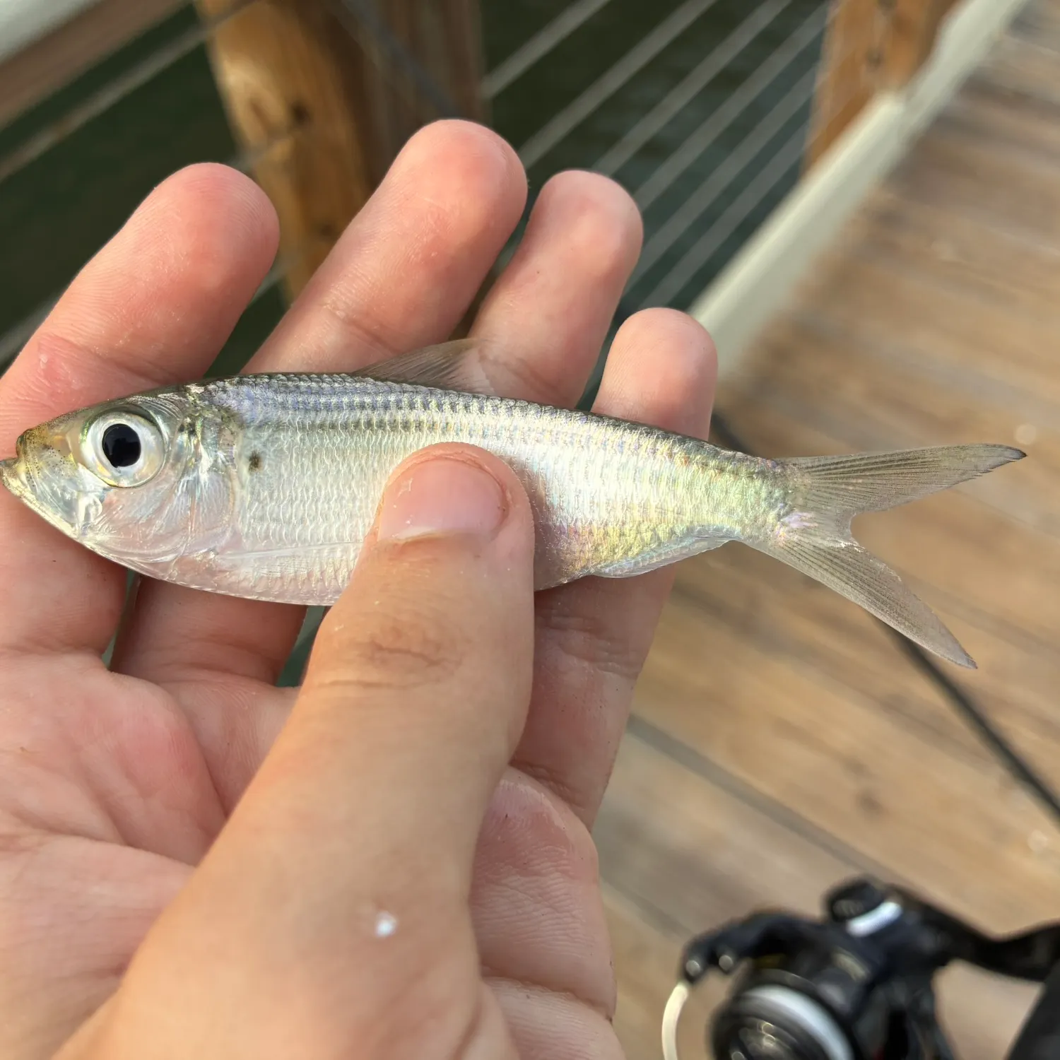 Scaled herring caught on Fishbrain